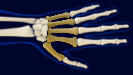 Hand metacarpal bones Anatomy for medical concept 3D