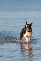  Boston Terrier im Wasser