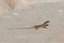 A Small Lizard Crawling On A Rock, Sikkim, India. Shot At Himalayan Mountain In Daytime.