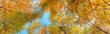 Birch Grove View Of The Crown Of The Trees And Sky On Sunny Autumn Day, Panorama, Horizontal Banner