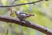 White-breasted Nuthatch In Springtime, Sitting On A Branch In The Sun