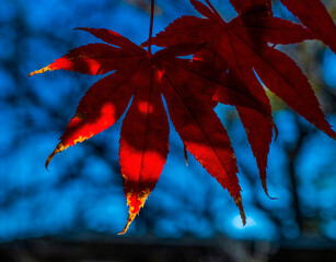 Japanese Maple