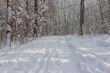 winter, winterlandschaft, schnee, wald, baum, bäume, natur, spaziergang, spur, spuren, spuren im schnee