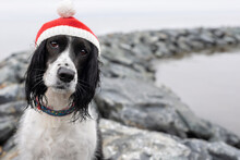 Sad English Springer Spaniel At Beach With Red Winter Hat