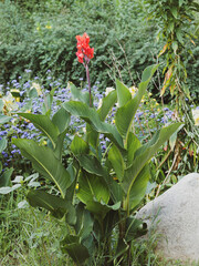 Canvas Print - (Canna indica)  Indisches Blumenrohr. Stängeln mit grün oder dunkel rötlich-braun lanzettlichen Blätter und großen einzelblüten mit drei grünen Kron- sowie drei Kelchblättern in Rot