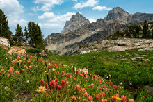 Wildflower Season In Grand Teton National Park