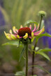 The pink echinacea green twister flower in a garden.