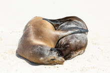 Pair Of Galapagos Sea Lions Cuddling On Sand
