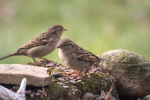 Female House Sparrow, On A Moss Cover Rock, Together As A Group