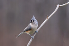Tufted Titmouse On A Branch Looking Over Right Wing 