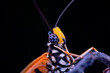 butterfly head detail.
beautiful butterfly head taken at close range (Macro)