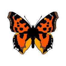 Vector Drawing Scarce Tortoiseshell Butterfly,Nymphalis Xanthomelas, Hand Drawn Illustration