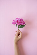Female Hand Holding Pink Peony Flower On Pink Background