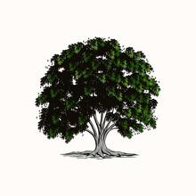 The Shady Tree Logo, Has Strong Roots, Very Suitable For Company Logos 