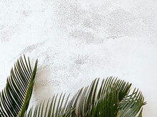 Close Up Cycad Tree With White Background.