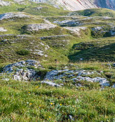 Wall Mural - Marmot on mountain meadow with stones in Dolomites mountains in Italy