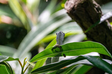 Chameleon Hiding Between Leaves