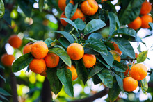 Mandarin Tree With Ripe Fruits. Clementine Orange Tree. Tangerine. Branch With Fresh Ripe Tangerines And Leaves Image. Satsuma Tree Picture, Soft Focus. Mandarin., Oranges Garden.