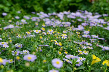 Sticker - Beautiful flowers in green leaves garden with purple and yellow flowers.