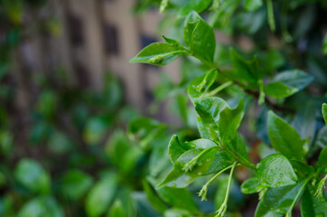 Sticker - Green leaves at the wooden fence after rainfall.