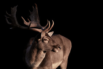 Wall Mural - close-up of a male fallow deer buck (dama dama) with large antlers and isolated on a black backgroun