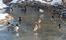 Ducks On Ice Of Frozen Brook