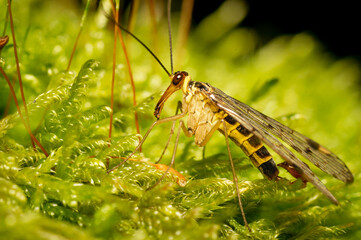 Wall Mural - A scorpion fly on the forest floor