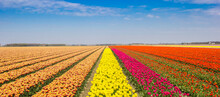 Panorama Of Bright Colors Of A Tulips Field In Noordoostpolder, Netherlands