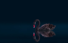 Black Swan Isolated  On Black Background (Cygnus Atratus)