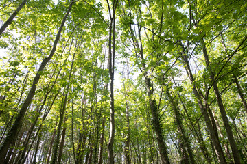 Canvas Print - Grüner Mischwald