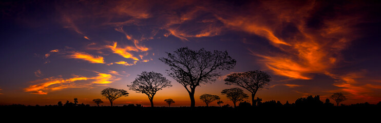 Wall Mural - Panorama silhouette tree in africa with sunset.Tree silhouetted against a setting sun.Dark tree on open field dramatic sunrise.Typical african sunset with acacia trees in Masai Mara, Kenya