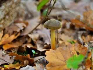 Sticker - mushroom in autumn