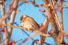 House Sparrow (Passer Domesticus) In Winter.