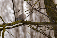 A Dove, A Turtledove, Resting On A Tree Branch.