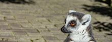 Ring-tailed Lemur Monkey With Orange Eyes In A Zoo