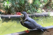 Inca Tern Bird Near The Pond In Florida Zoo