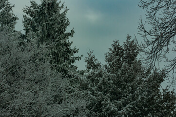  Winter forest in the village of Sosnovy Solonets, Samarskaya Luka National Park!