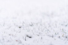 First Snow Of The Winter Covered Grass