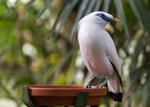 Bali Myna, Bali Starling, Or Bali Mynah, A Medium-sized, Stocky Myna, With A Long, Drooping Crest, And Black Tips On The Wings And Tail