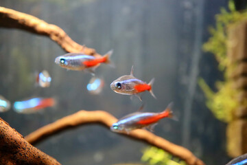 Neon tetra fish in small hobby aquarium. Focus on central fish only, blurry background, shallow DOF