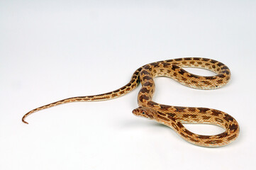 Wall Mural - Diademnatter // Diadem snake (Spalerosophis diadema)