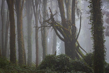 Morning Fog In Forest And Fallen Tree, Sintra Mountain, Portugal 