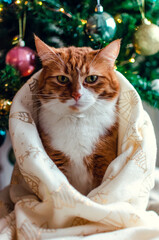 Portrait of a ginger cat wrapped in a white blanket with golden Christmas trees. 