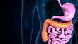 3d illustration of human body digestive system anatomy