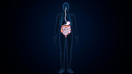 Wall Mural - 3d illustration of human body digestive system anatomy