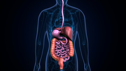 Wall Mural - 3d illustration of human body digestive system anatomy.