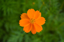 Beautiful Orange Flower In Full Bloom On Natural Background.
