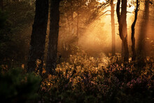Beautiful Sunrise In The Forest