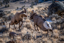 Bighorn Rams Fighting During Rut