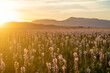 Camas lilies at sunset in Idaho